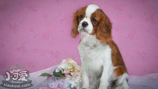 西班牙小獵犬上廁所怎么訓練 西班牙小獵犬排泄訓練