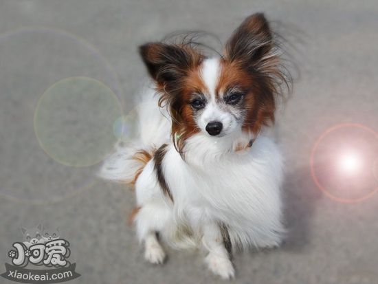 英國(guó)玩具獵鷸犬耳朵怎么清潔 耳朵清潔方法