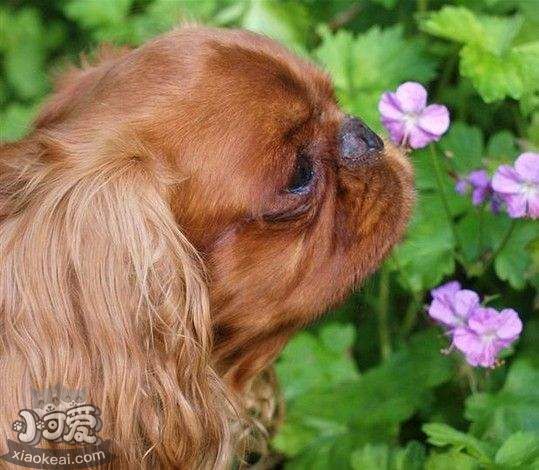 英國(guó)玩具獵鷸犬便秘如何治療