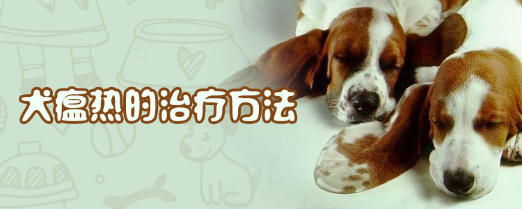 犬瘟熱的治療方法1