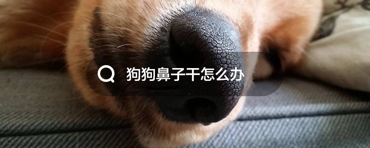 狗鼻子干怎么辦1