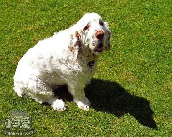 西班牙小獵犬注意力怎么訓練 集中注意力訓練方法