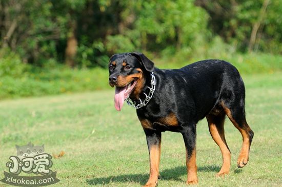 羅威納犬吃什么 羅威納犬飼養(yǎng)要點(diǎn)