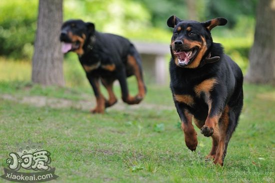 羅威納犬怎么訓(xùn)練看家 羅威納犬看家訓(xùn)練
