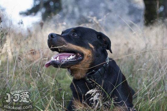 羅威納犬患上精神疾病怎么辦 精神疾病治療辦法