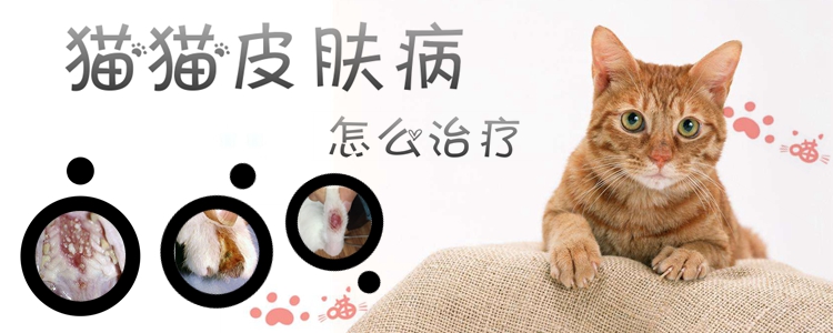 貓貓皮膚病怎么治療1