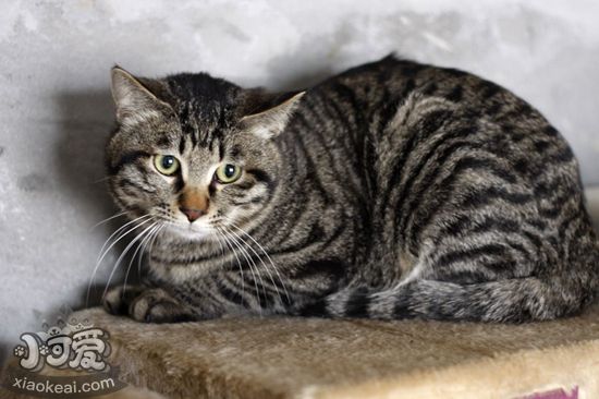 中國貍花貓一窩能生幾只貓咪