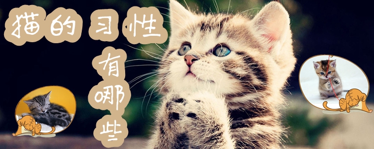 貓的生活習性和特點介紹1