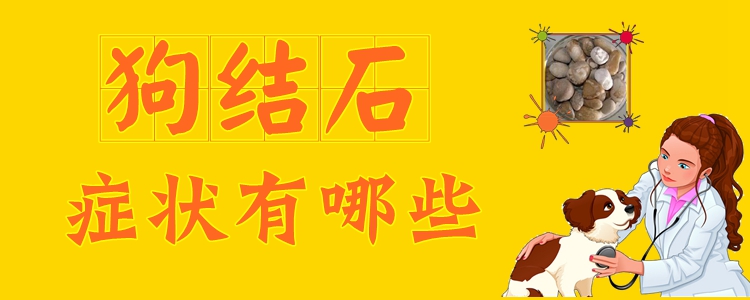 狗結(jié)石的癥狀有哪些