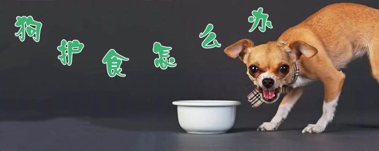 狗護食怎么辦