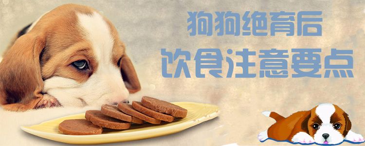 狗狗絕育后飲食注意要點