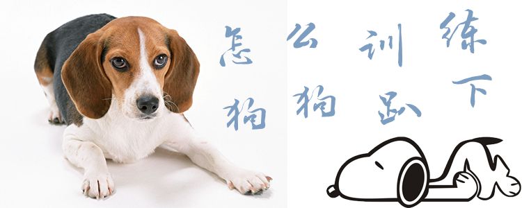 如何訓練狗趴下1