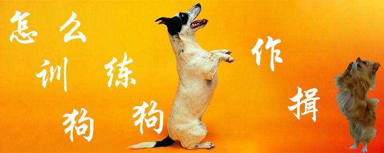 怎么訓(xùn)練狗作揖