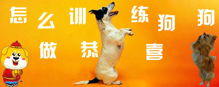 怎么訓(xùn)練狗狗做恭喜