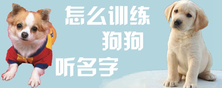 怎么訓練狗狗聽名字