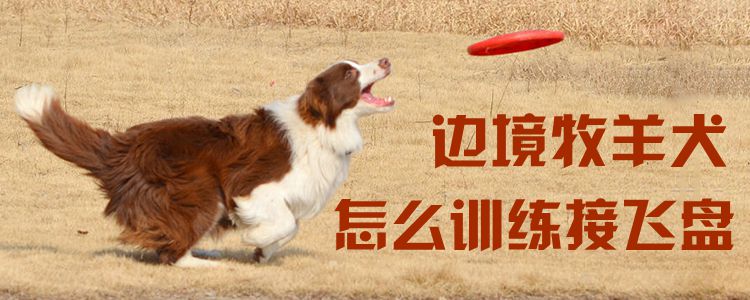 邊境牧羊犬怎么訓練接飛盤