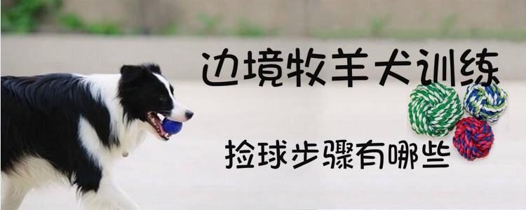 邊境牧羊犬訓(xùn)練撿球步驟有哪些