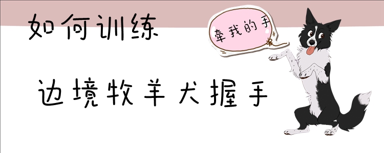 如何訓(xùn)練邊境牧羊犬握手