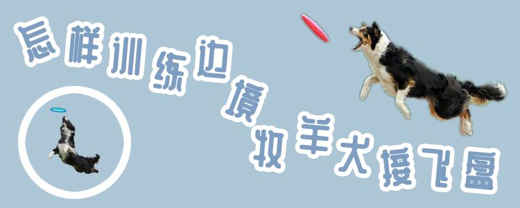 怎樣訓(xùn)練邊境牧羊犬接飛盤