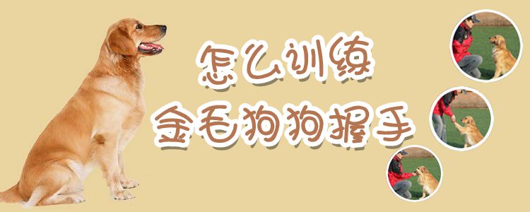 怎么訓練金毛狗狗握手
