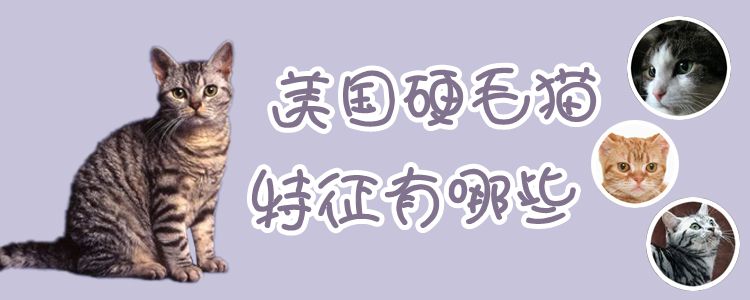 美國硬毛貓特征有哪些