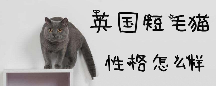 英國(guó)短毛貓性格怎么樣