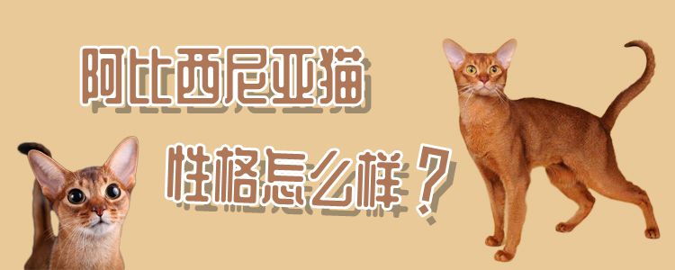 阿比西尼亞貓性格怎么樣