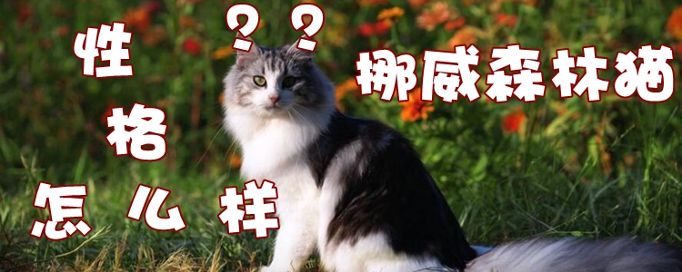 挪威森林貓性格怎么樣