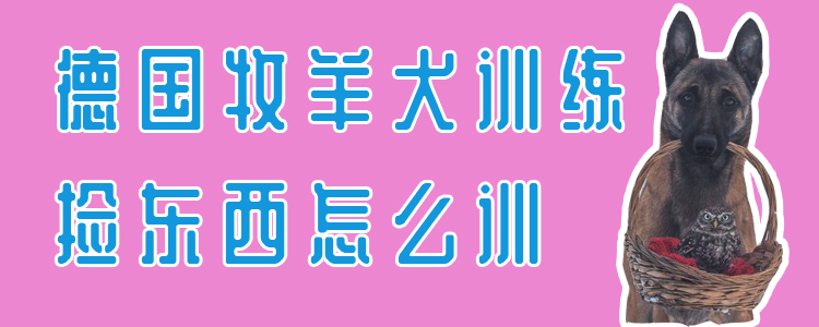 德國牧羊犬訓練撿東西怎么訓