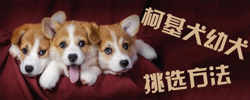 柯基幼犬挑選方法1