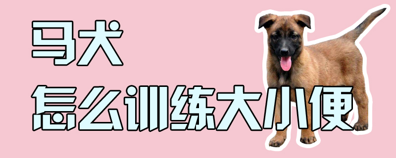 馬犬怎么訓(xùn)練大小便