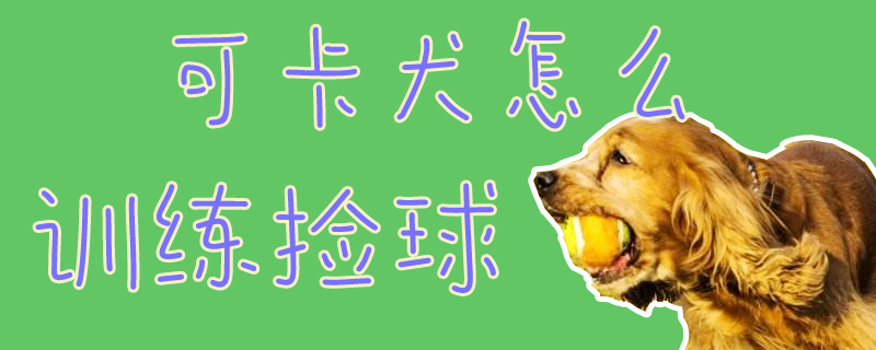 可卡犬怎么訓(xùn)練撿球