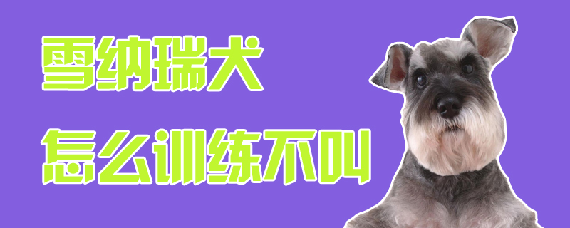 雪納瑞犬怎么訓練不叫