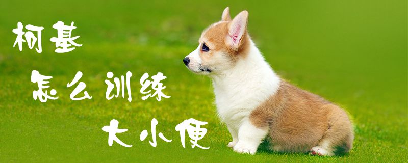 柯基怎么訓練大小便1