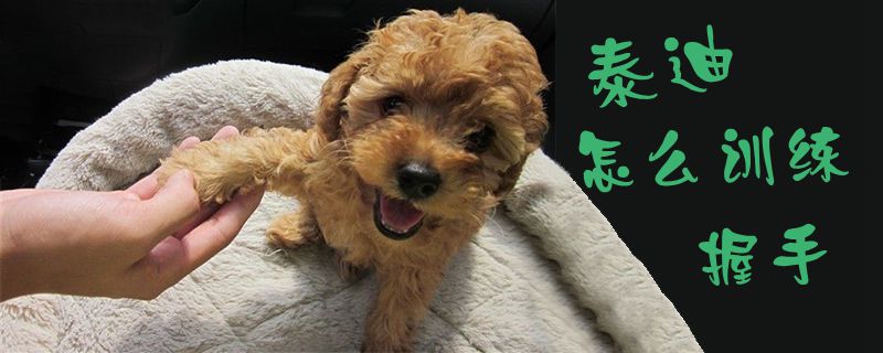 泰迪怎么訓練握手1