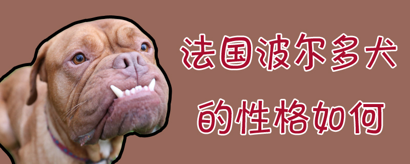 法國(guó)波爾多犬的性格如何
