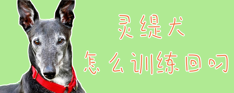 靈緹犬怎么訓(xùn)練回叼