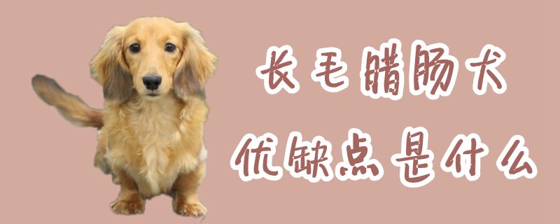 長毛臘腸犬優缺點是什么