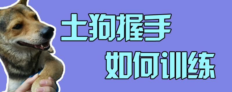 土狗握手如何訓(xùn)練