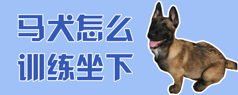 馬犬怎么訓練坐下