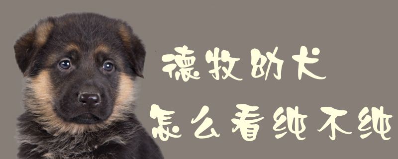 德牧幼犬怎么看純不純1