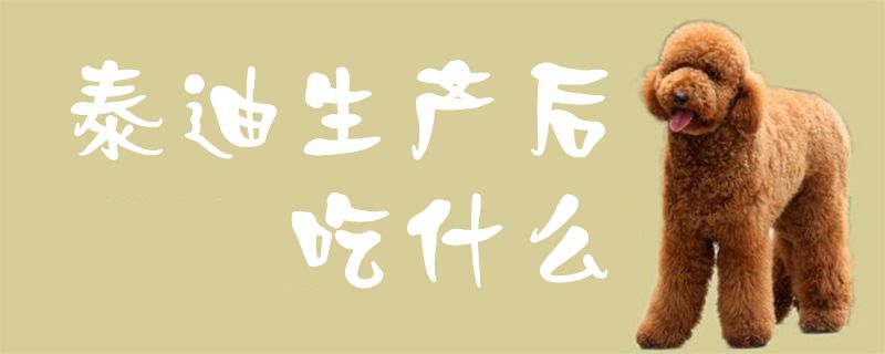 泰迪生產后吃什么1
