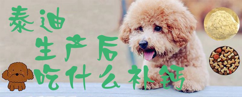 泰迪生產(chǎn)后吃什么補(bǔ)鈣1