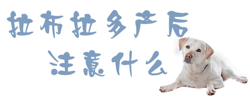 拉布拉多產后注意什么1