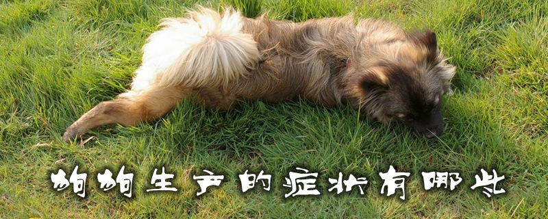 狗狗生產的癥狀有哪些