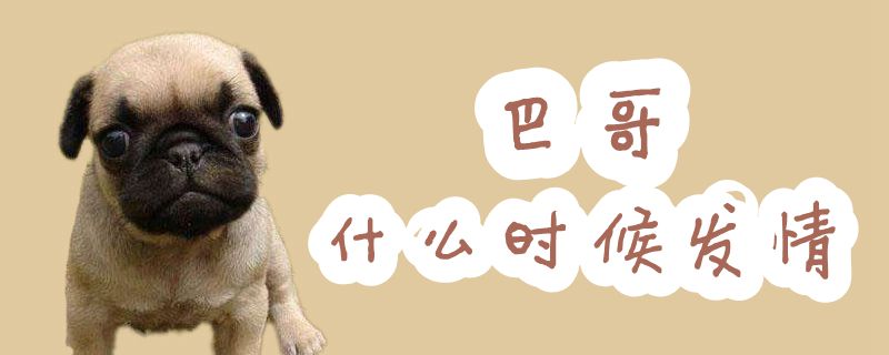 巴哥什么時候發情