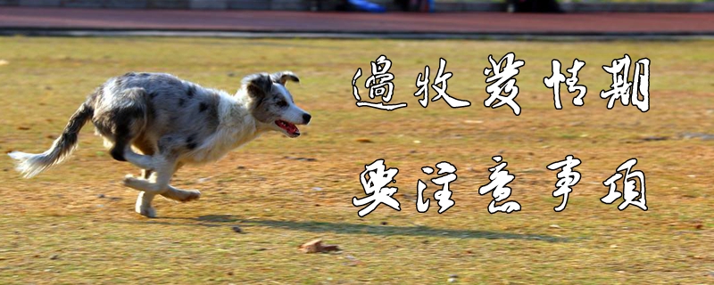 邊牧發(fā)情期要注意事項(xiàng)