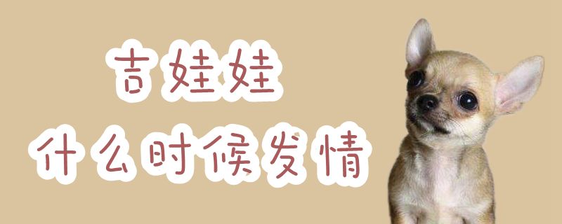 吉娃娃什么時(shí)候發(fā)情