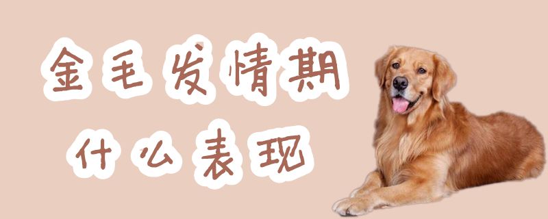 金毛發情期什么表現