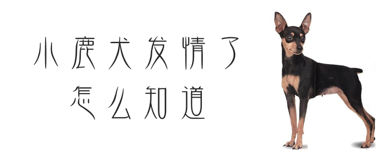小鹿犬發情了怎么知道